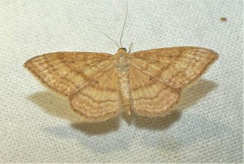 Réf. 336 981 : Idaea ochrata
